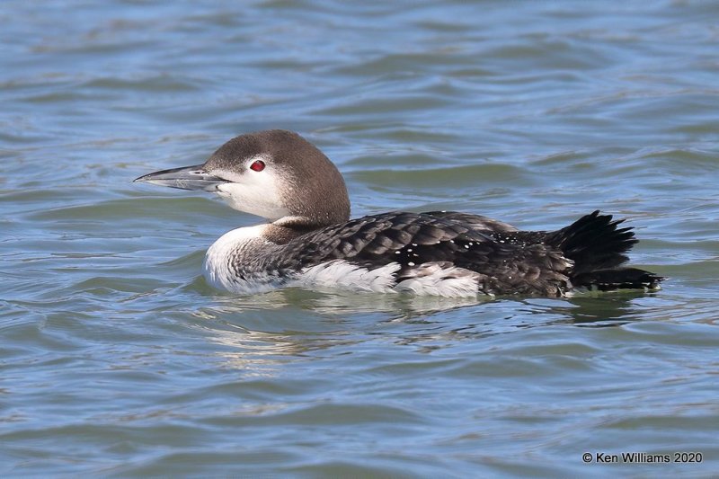 Common Loon non breeding, Tenkiller Lake, Sequoyah County, OK, 2-28-20, Jppa_0911.jpg