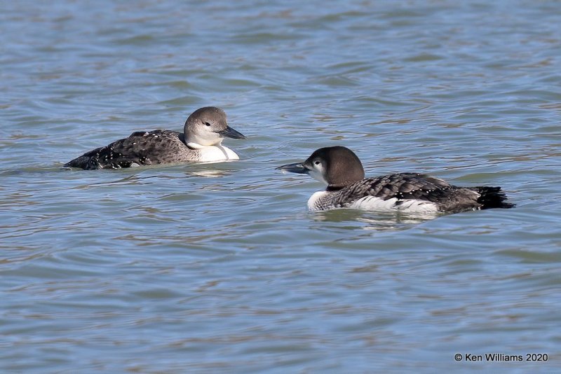 Common Loon non breeding, Tenkiller Lake, Sequoyah County, OK, 2-28-20, Jppa_0918.jpg