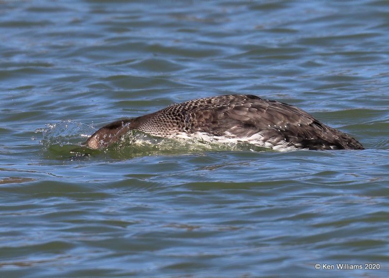 Common Loon non breeding, Tenkiller Lake, Sequoyah County, OK, 2-28-20, Jppa_0923.jpg