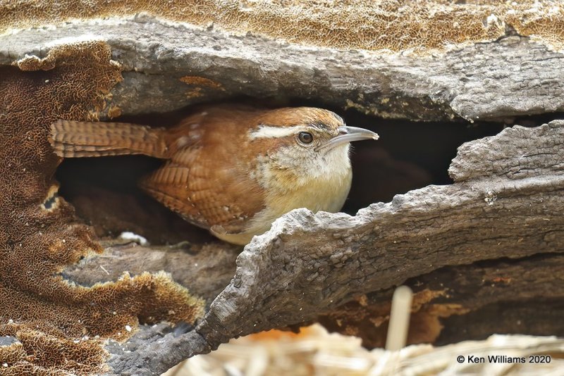 Carolina Wren, Rogers Co yard, OK, 3-20-20, Jpas_48688.jpg