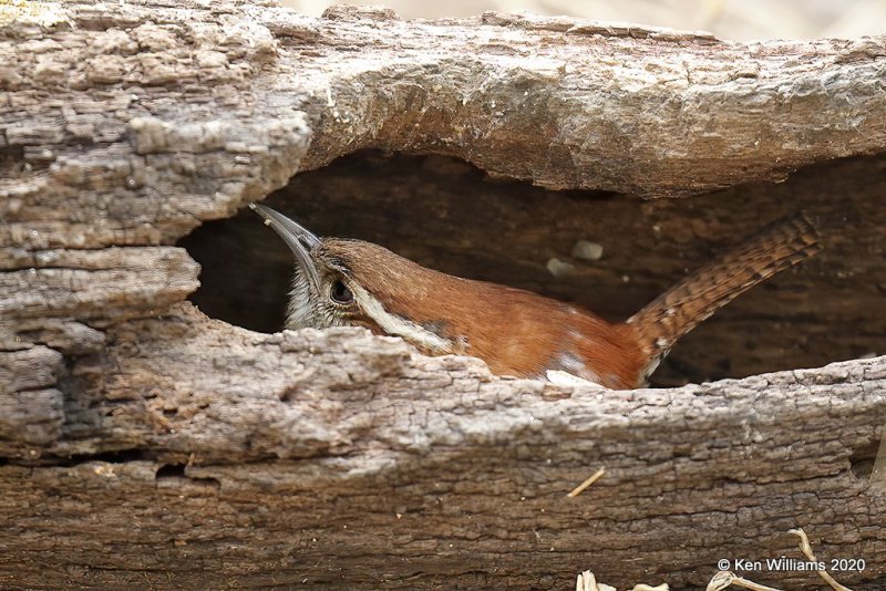 Carolina Wren, Rogers Co yard, OK, 3-20-20, Jpas_48692.jpg