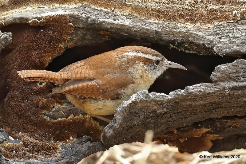 Carolina Wren, Rogers Co yard, OK, 3-20-20, Jpas_48727.jpg