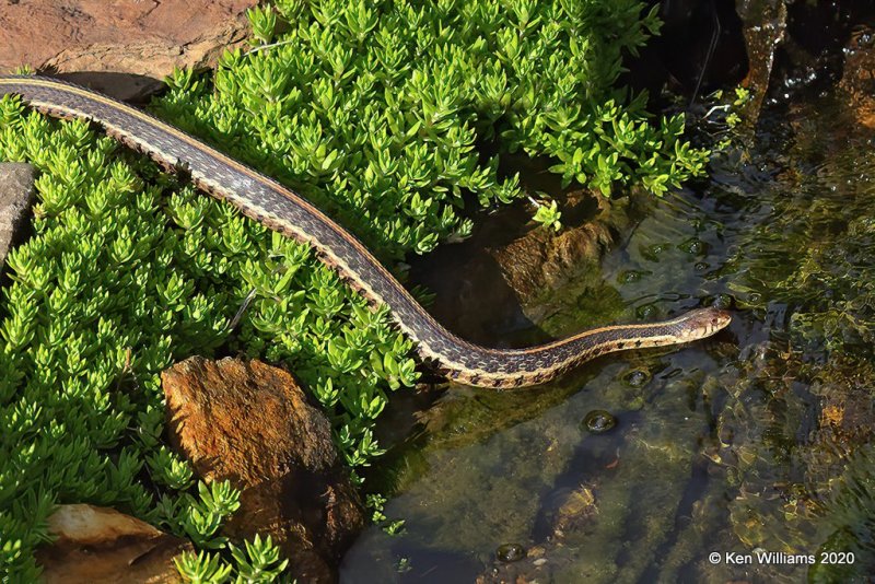 Common Gartersnake, Rogers Co yard, OK, 3-24-20, Jps_48852.jpg