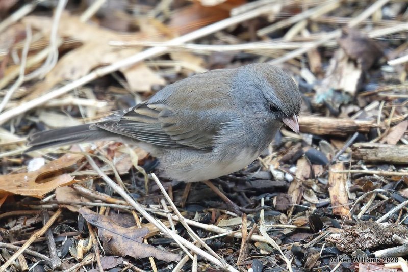 Dark-eyed Junco, Slate Colored subspecies,  Rogers Co yard, OK, 3-15-20, Jpa_48604.jpg