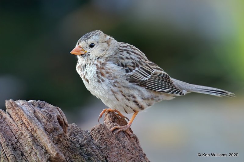 Harris's Sparrow, Rogers Co yard, OK, 3-25-20, Jpa_48873.jpg