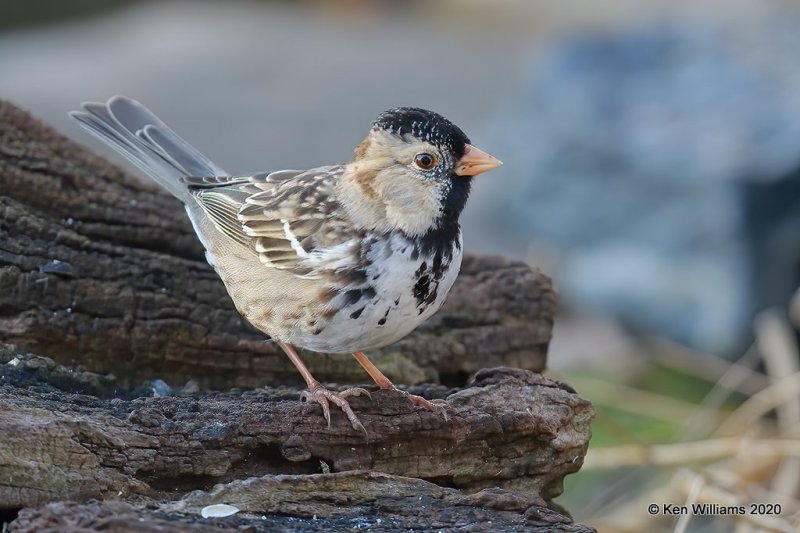 Harris's Sparrow, Rogers Co yard, OK, 3-25-20, Jpa_48900.jpg