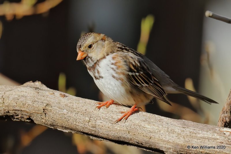 Harris's Sparrow, Rogers Co yard, OK, 3-25-20, Jpa_48926.jpg