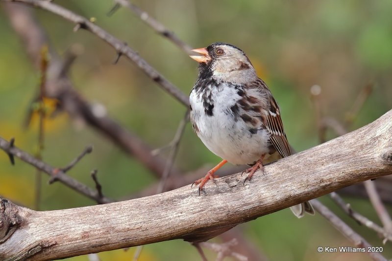 Harris's Sparrow, Rogers Co yard, OK, 3-26-20, Jps_49024.jpg