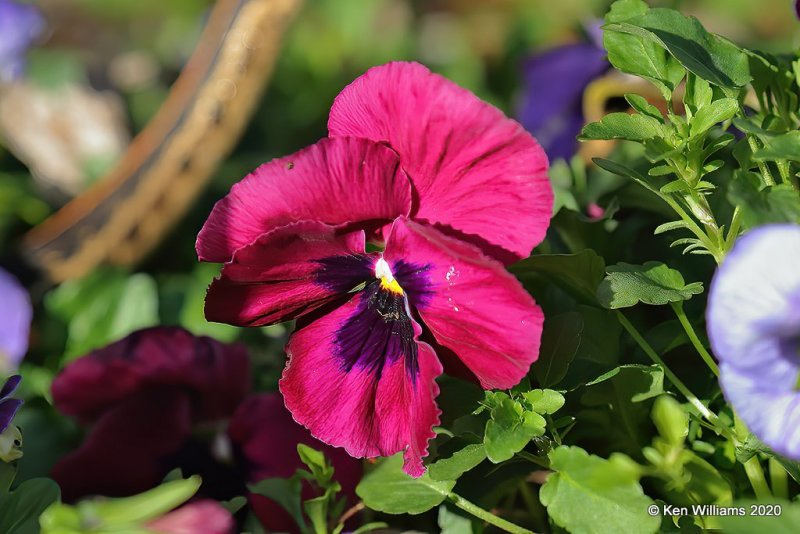 Pansy, Rogers Co yard, OK, 3-24-20, Jps_48827.jpg