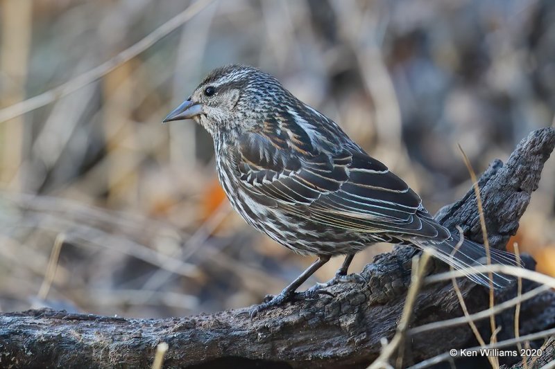 Red-winged Blackbird female, Rogers Co yard, OK, 3-25-20, Jps_48855.jpg