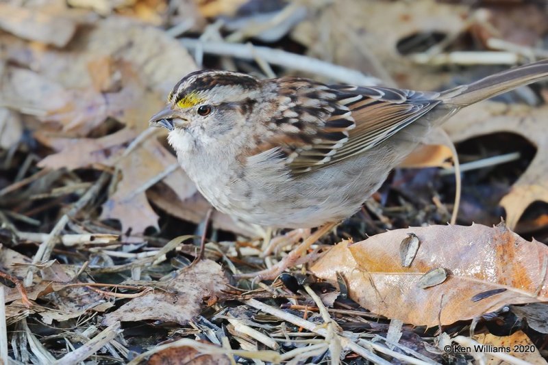 White-throated Sparrow, Rogers Co yard, OK, 3-25-20, Jps_48890.jpg