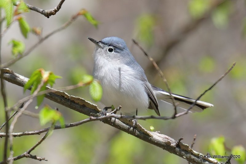 Blue-gray Gnatcatcher, Ft Gibson Lake, OK, 3-29-20, Jpf_49066.jpg