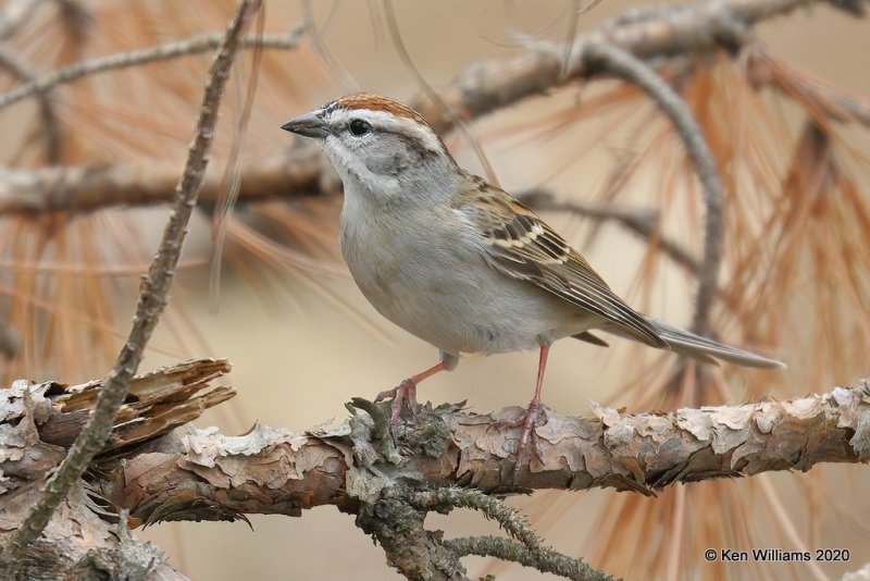 Chipping Sparrow, Ft Gibson Lake, OK, 3-29-20, Jpf_49418.jpg