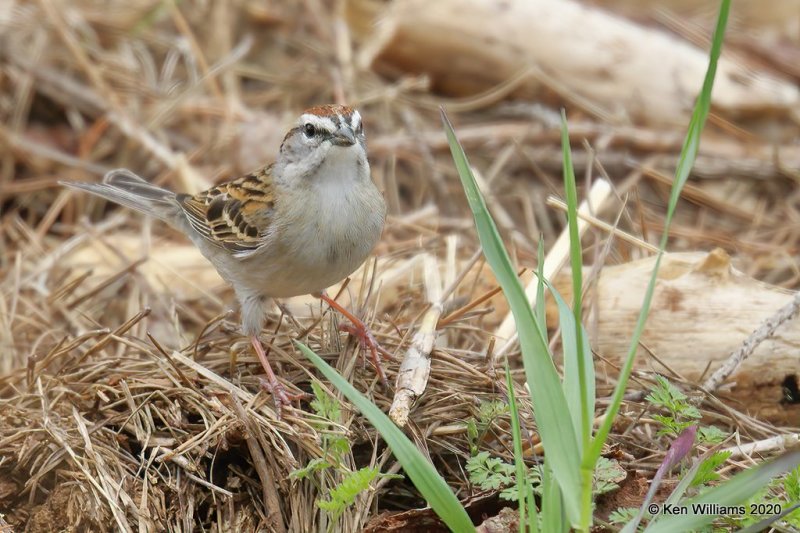 Chipping Sparrow, Ft Gibson Lake, OK, 3-29-20, Jpf_49446.jpg