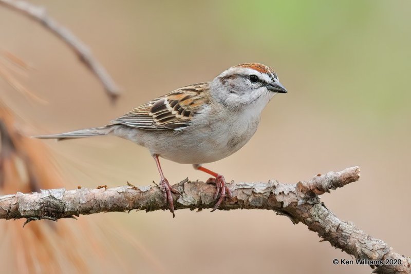 Chipping Sparrow, Ft Gibson Lake, OK, 3-29-20, Jpf_49488.jpg