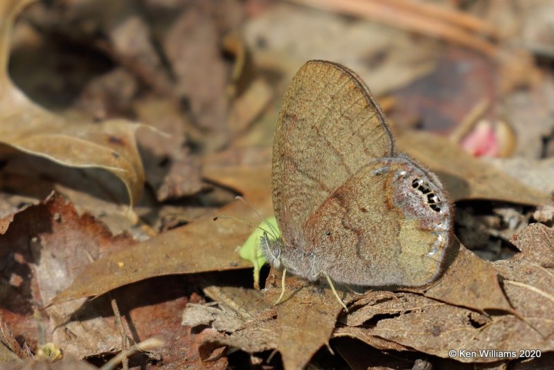 Gemmed Satyr, Ft Gibson Lake, OK, 3-29-20, Jpa_49379.jpg