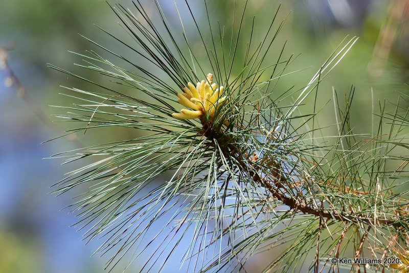 Pine Tree, small pine cones, Ft Gibson Lake, OK, 3-29-20, Jpf_49084.jpg