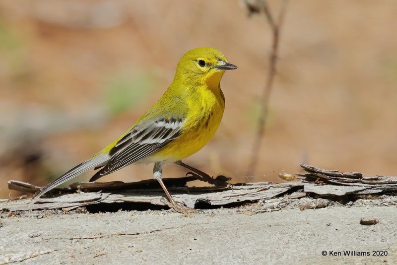 Pine Warbler male, Ft Gibson Lake, OK, 3-29-20, Jpf_49331.jpg