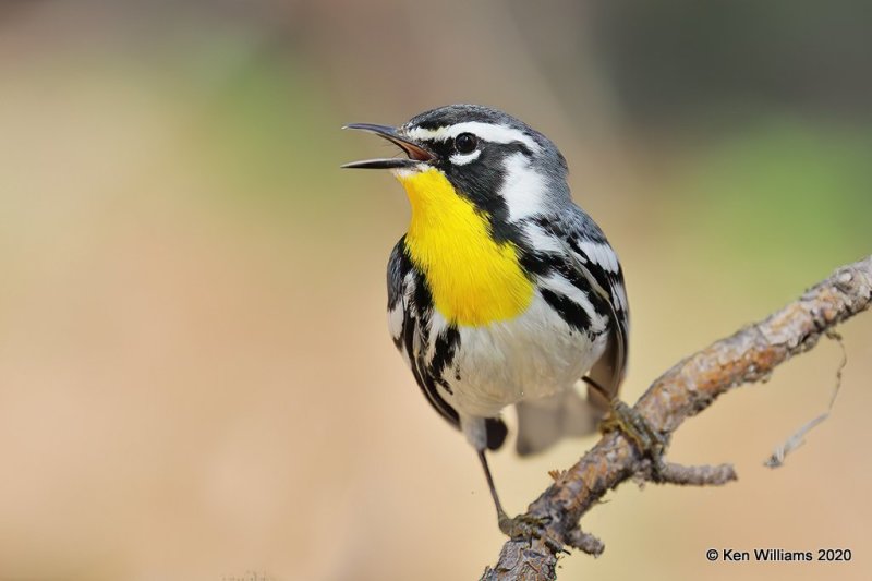 Yellow-throated Warbler male, Ft Gibson Lake, OK, 3-29-20, Jpf_49147.jpg