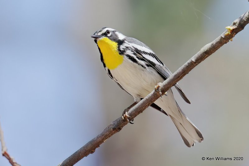 Yellow-throated Warbler male, Ft Gibson Lake, OK, 3-29-20, Jpf_49202.jpg