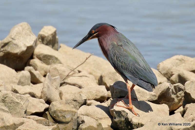 Green Heron, Tenkiller Lake, OK, 4-15-20, Jpa_50807.jpg