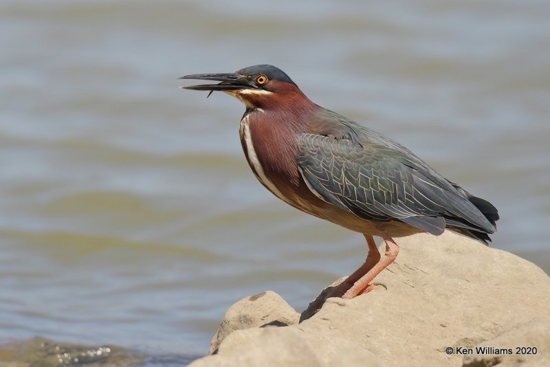 Green Heron, Tenkiller Lake, OK, 4-15-20, Jpa_50870.jpg