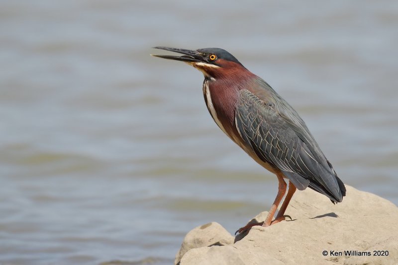 Green Heron, Tenkiller Lake, OK, 4-15-20, Jpa_50879.jpg