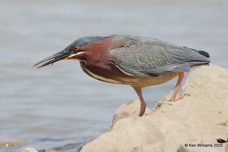 Green Heron, Tenkiller Lake, OK, 4-15-20, Jpa_50883.jpg