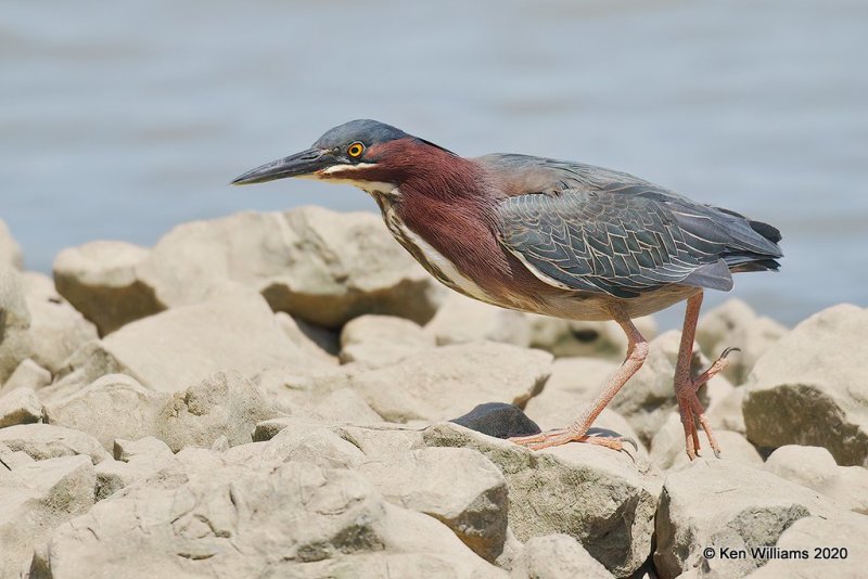 Green Heron, Tenkiller Lake, OK, 4-15-20, Jpa_50894.jpg