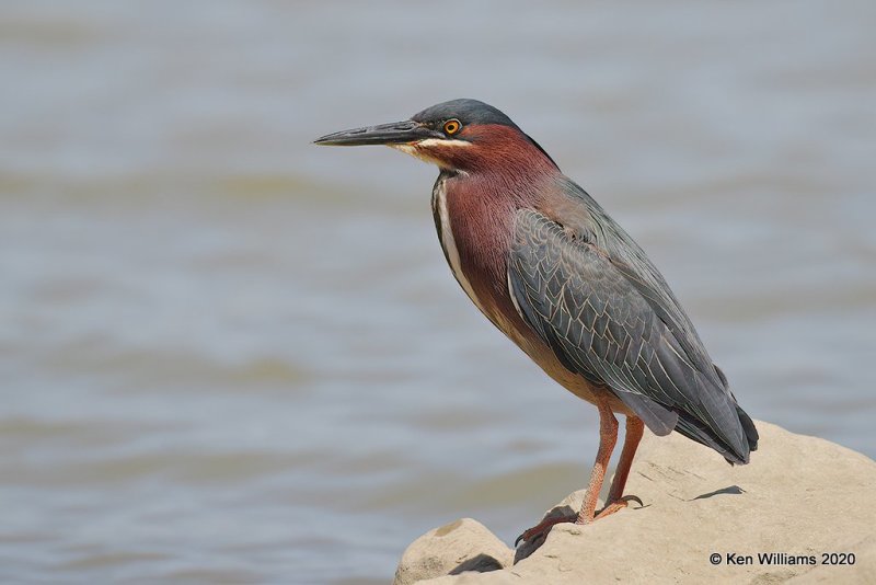 Green Heron, Tenkiller Lake, OK, 4-15-20, Jpan_50881.jpg