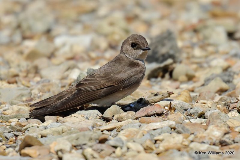 Northern Rough-winged Swallow, Tenkiller Lake, OK, 4-15-20, Jps_50772.jpg