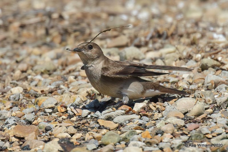 Northern Rough-winged Swallow, Tenkiller Lake, OK, 4-15-20, Jps_51027.jpg