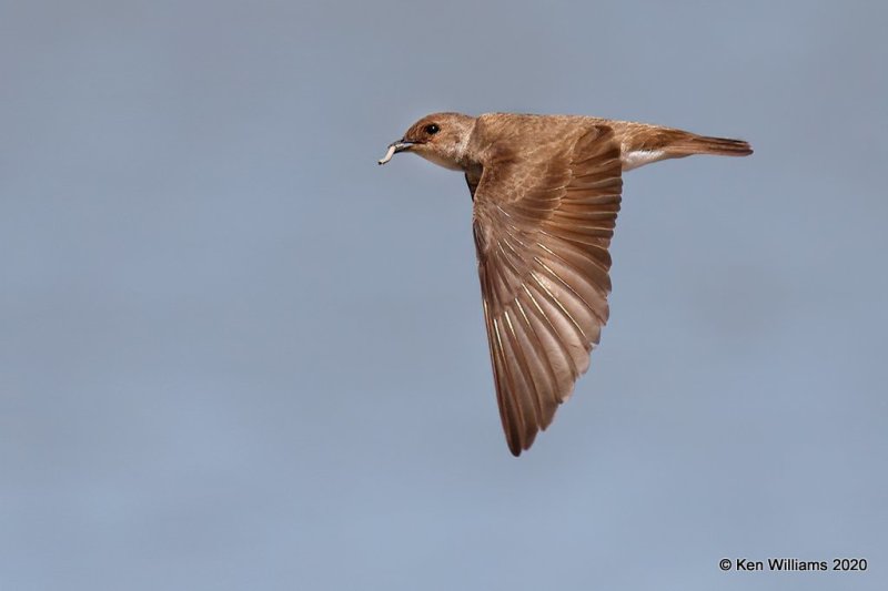 Northern Rough-winged Swallow, Tenkiller Lake, OK, 4-15-20, Jps_51047.jpg