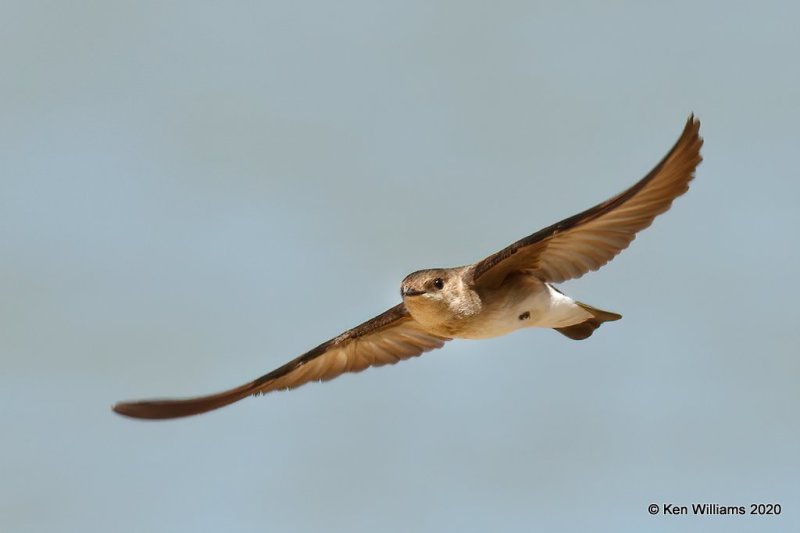 Northern Rough-winged Swallow, Tenkiller Lake, OK, 4-15-20, Jps_51055.jpg