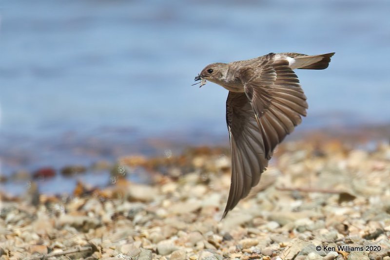 Northern Rough-winged Swallow, Tenkiller Lake, OK, 4-15-20, Jps_51058.jpg
