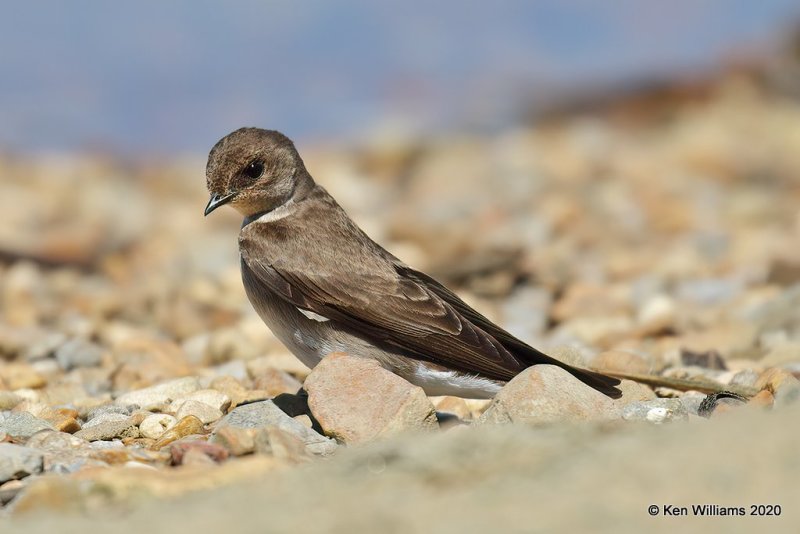 Northern Rough-winged Swallow, Tenkiller Lake, OK, 4-15-20, Jps_51123.jpg