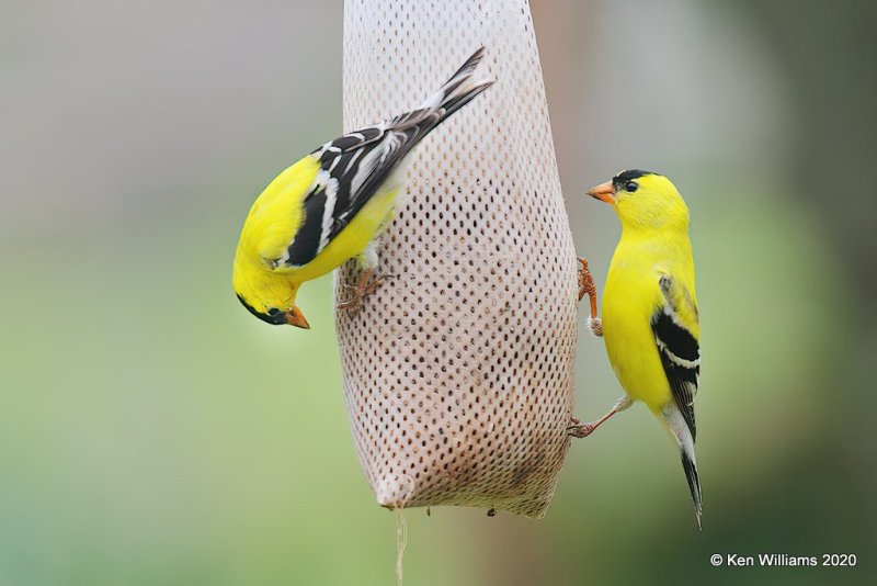 American Goldfinch males, Rogers Co yard, OK, 4-19-20, Jps_51707.jpg