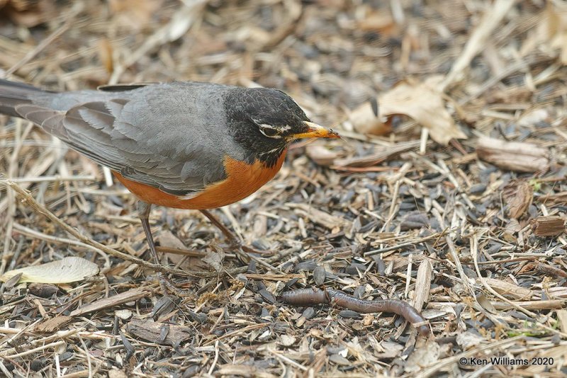 American Robin with worm, Rogers Co yard, OK, 4-13-20, Jps_50469.jpg