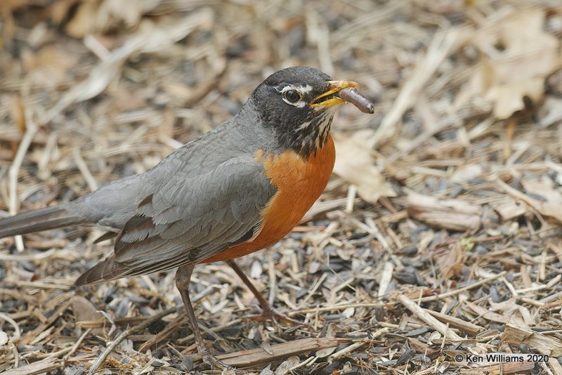 American Robin with worm, Rogers Co yard, OK, 4-13-20, Jps_50490.jpg