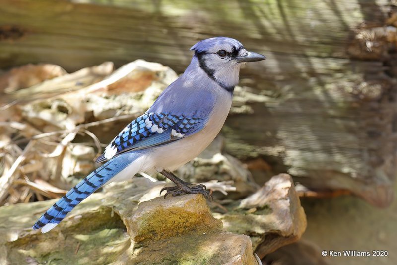 Blue Jay, Rogers Co yard, OK, 4-19-20, Jps_51446.jpg