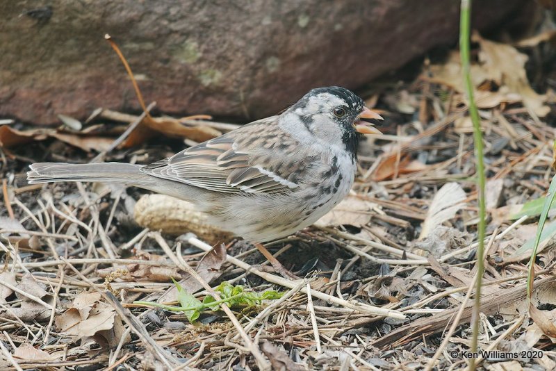 Harris's Sparrow, Rogers Co yard, OK, 4-13-20, Jpa_50323.jpg