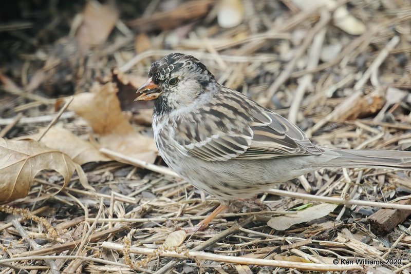 Harris's Sparrow, Rogers Co yard, OK, 4-13-20, Jps_50325.jpg