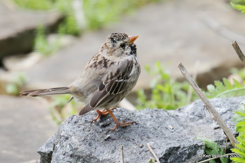 Harris's Sparrow, Rogers Co yard, OK, 4-13-20, Jps_50334.jpg