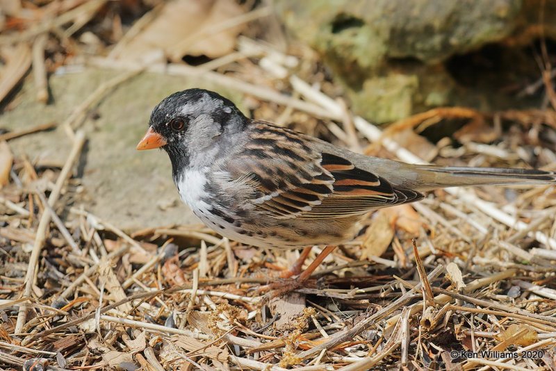 Harris's Sparrow, Rogers Co yard, OK, 4-19-20, Jpa_51476.jpg