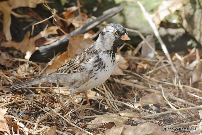 Harris's Sparrow, Rogers Co yard, OK, 4-19-20, Jpan_51434.jpg