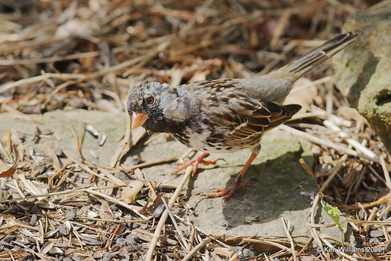 Harris's Sparrow, Rogers Co yard, OK, 4-19-20, Jps_51456.jpg