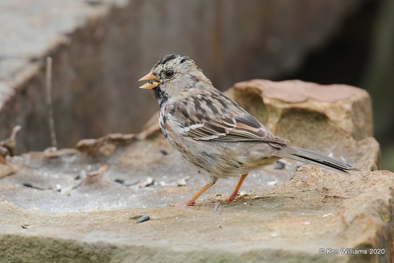 Harris's Sparrow, Rogers Co yard, OK, 4-19-20, Jps_51557.jpg