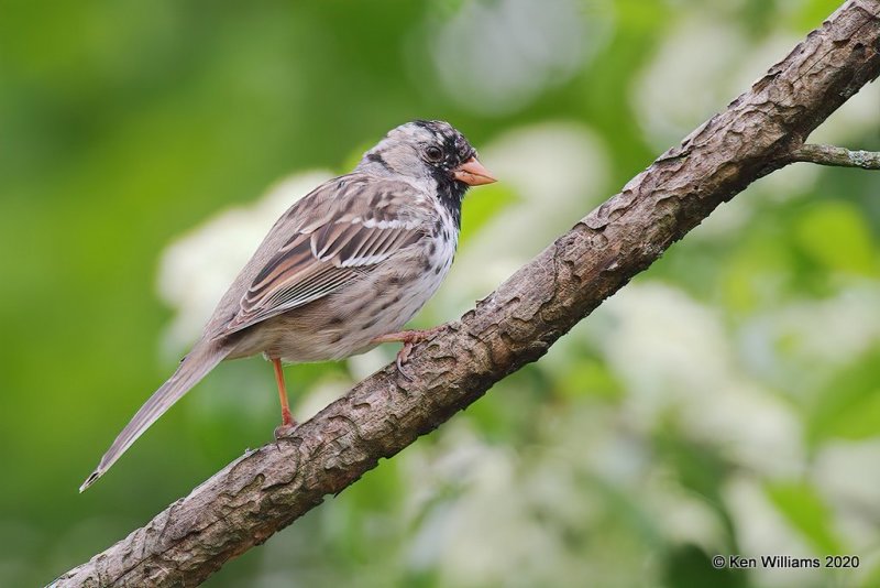 Harris's Sparrow, Rogers Co yard, OK, 4-19-20, Jps_51562.jpg