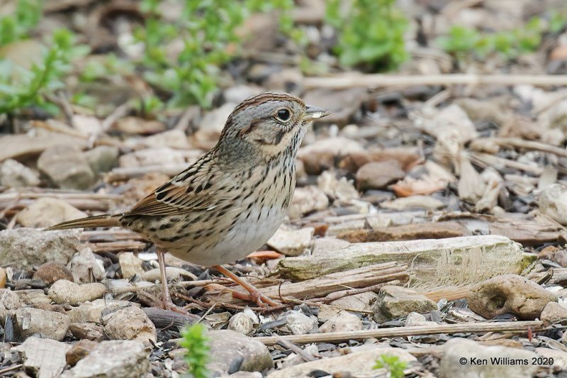 Lincoln's Sparrow, Rogers Co yard, OK, 4-19-20, Jps_51618.jpg