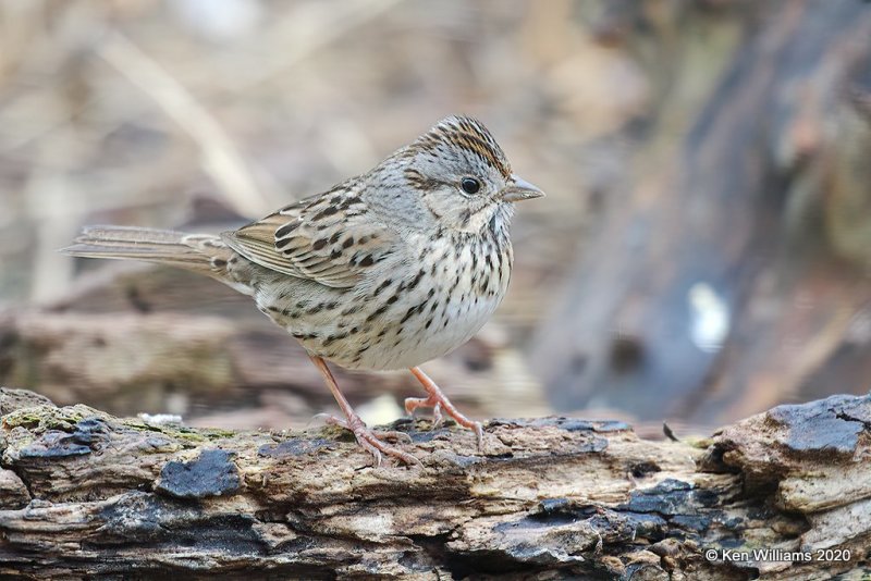 Lincoln's Sparrow, Rogers Co yard, OK, 4-3-20, Jps_50012.jpg